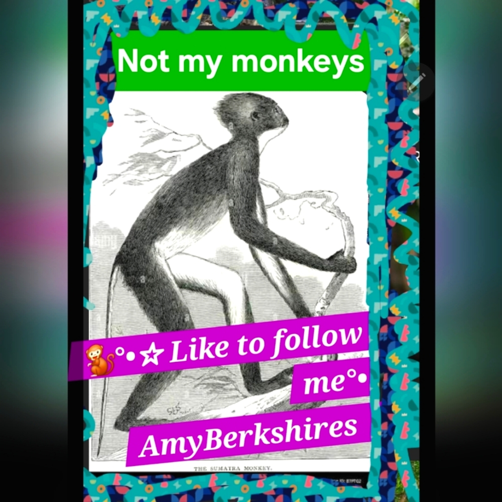 MONKEYS 🐒 Its a Jungle Out There! Lions , Tigers, Bears + Snakes 🐍 Oh My!